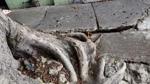 Arbolado urbano de Tuxtla