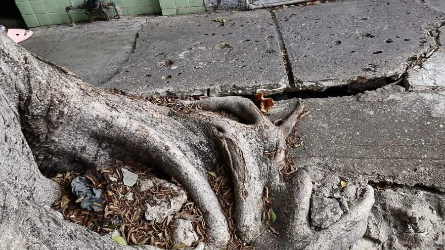 Arbolado urbano de Tuxtla
