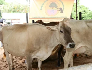 Ejemplares participantes en el Concurso de la Vaca Lechera en Ocozocoautla