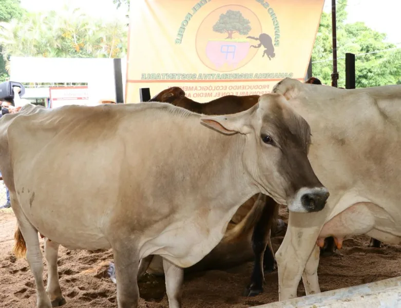 Ejemplares participantes en el Concurso de la Vaca Lechera en Ocozocoautla