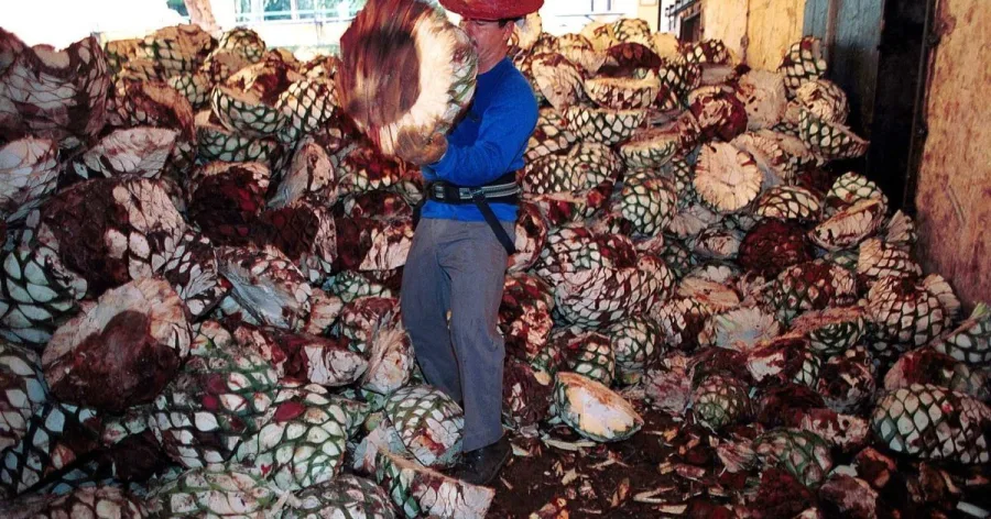 Botellas de tequila exhibidas durante una actividad de la industria mexicana