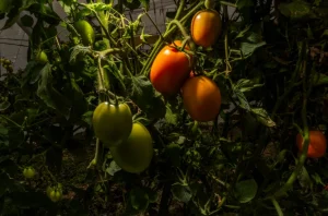 Producción agrícola de jitomate