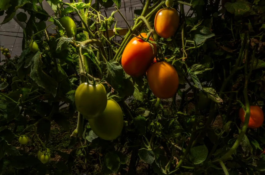 Producción agrícola de jitomate