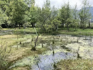 Humedal de montaña María Eugenia en San Cristóbal de Las Casas