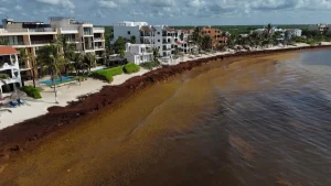 Sargazo acumulado en una playa del Caribe Mexicano