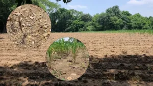 Cultivos afectados por la sequía en municipios de Chiapas