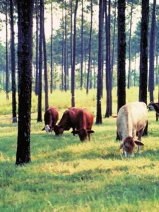 Ganado en un sistema silvopastoril con árboles y pasturas