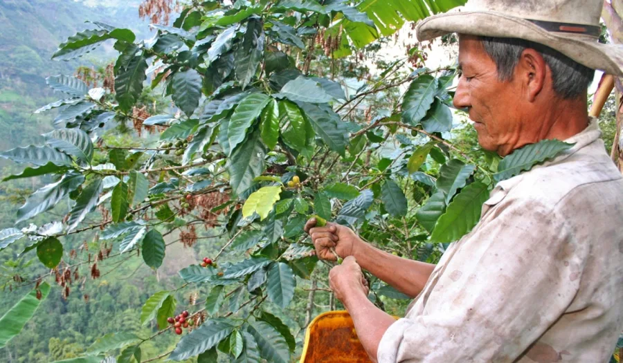 Caficultores colombianos durante una jornada de trabajo