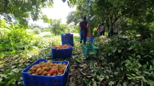Trabajadores recolectan rambután en una huerta del Soconusco, Chiapas