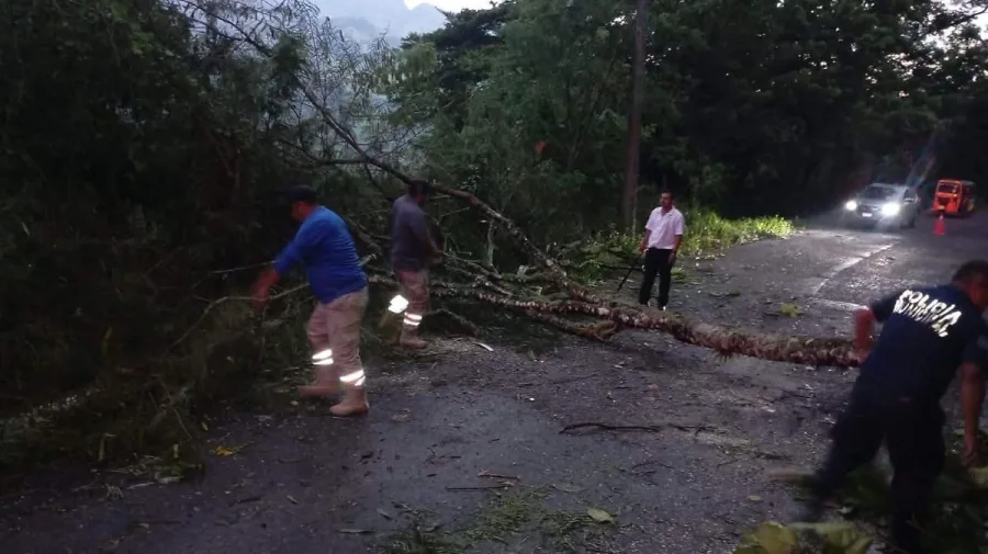 Árboles derribados por fuertes ráfagas de viento en un camino de Chapultenango, Chiapas