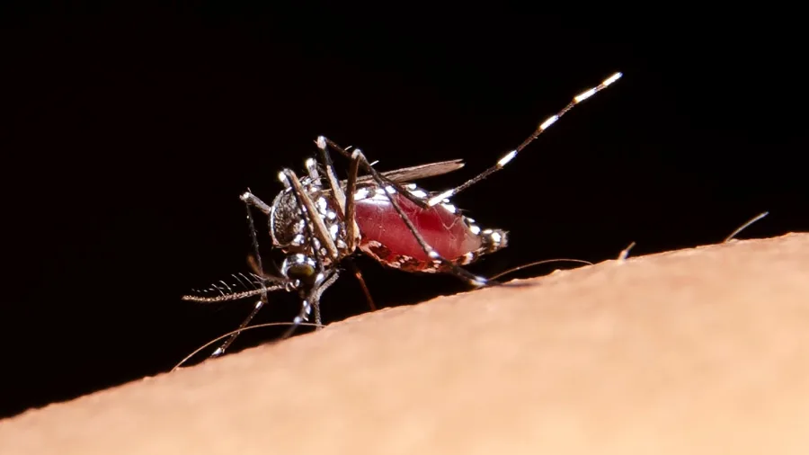 Imagen sobre dengue en municipios de Chiapas