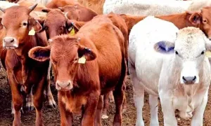 Ganado bovino relacionado con la alerta sanitaria por gusano barrenador en Tapachula