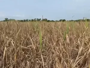 Cultivo de caña de azúcar afectado por la sequía en la región del Soconusco, Chiapas