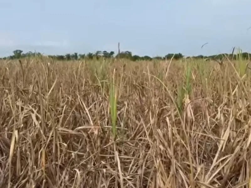 Cultivo de caña de azúcar afectado por la sequía en la región del Soconusco, Chiapas