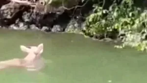 Venado nada en el río Grijalva dentro del Cañón del Sumidero en Chiapas